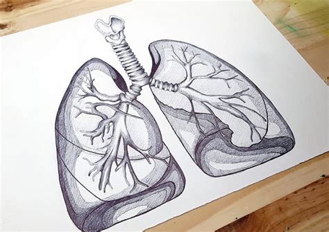How to Draw a Human Lungs .